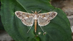 Polythlipta divaricata