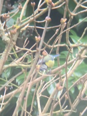 Cyanistes caeruleus caeruleus