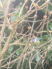 Cyanistes caeruleus caeruleus