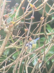 Cyanistes caeruleus caeruleus
