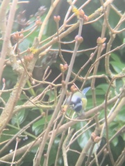 Cyanistes caeruleus caeruleus