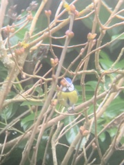 Cyanistes caeruleus caeruleus