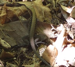 Holcosus leptophrys