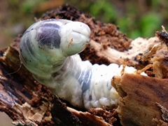 Lucanidae