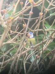 Cyanistes caeruleus caeruleus