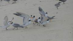 Thalasseus bengalensis