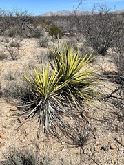 Yucca baccata