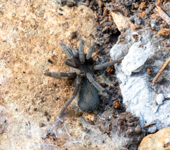 Chaetopelma olivaceum