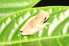 Dendropsophus parviceps