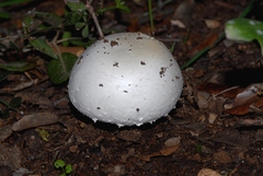 Agaricus essettei