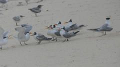 Thalasseus bengalensis