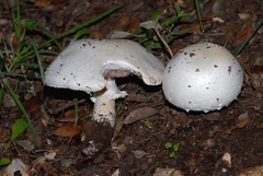 Agaricus essettei