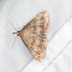 Phalaenostola larentioides