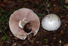 Agaricus essettei