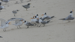 Thalasseus bengalensis