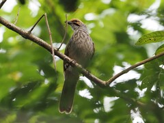 Pycnonotus zeylanicus