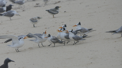 Thalasseus bengalensis