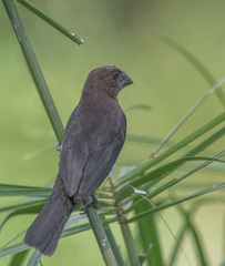 Amblyospiza albifrons