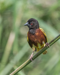 Ploceus jacksoni