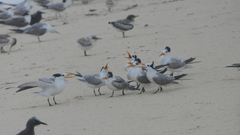 Thalasseus bengalensis