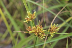 Cyperus compressus