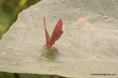 Abisara echerius