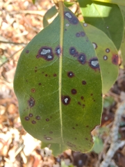 Mycosphaerella colorata