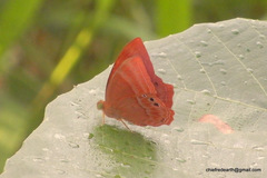 Abisara echerius