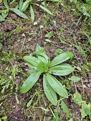 Ophrys kotschyi