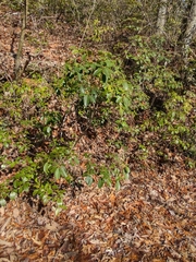 Mycosphaerella colorata