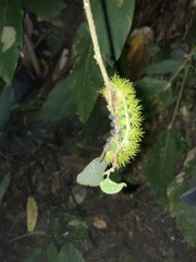 Automeris liberia