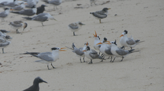 Thalasseus bengalensis