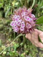 Elleanthus capitatus