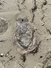 Rhopilema verrilli