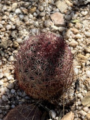 Echinomastus erectocentrus erectocentrus
