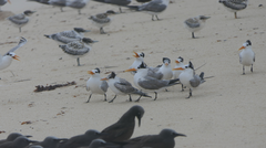 Thalasseus bengalensis