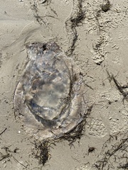 Rhopilema verrilli