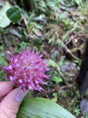 Elleanthus capitatus