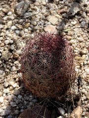 Echinomastus erectocentrus erectocentrus