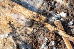 Chaetopelma olivaceum