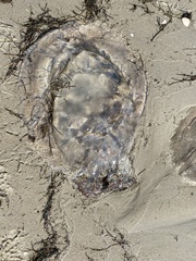 Rhopilema verrilli