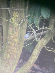 Cyanistes caeruleus caeruleus