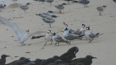 Thalasseus bengalensis