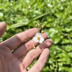 Sagittaria trifolia