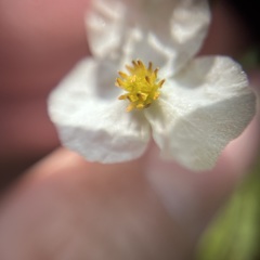Sagittaria trifolia