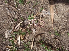 Siphlophis compressus