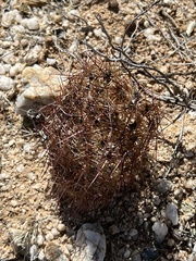 Echinomastus erectocentrus erectocentrus