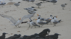 Thalasseus bengalensis