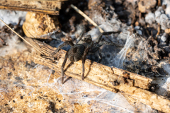 Chaetopelma olivaceum