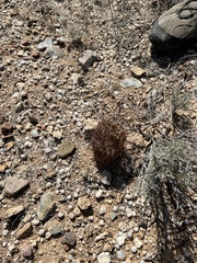 Echinomastus erectocentrus erectocentrus